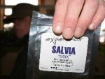 Salvia: the legal weed, for now