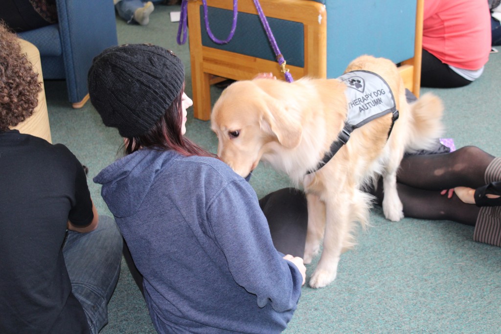 Therapy dogs bring stress-relief