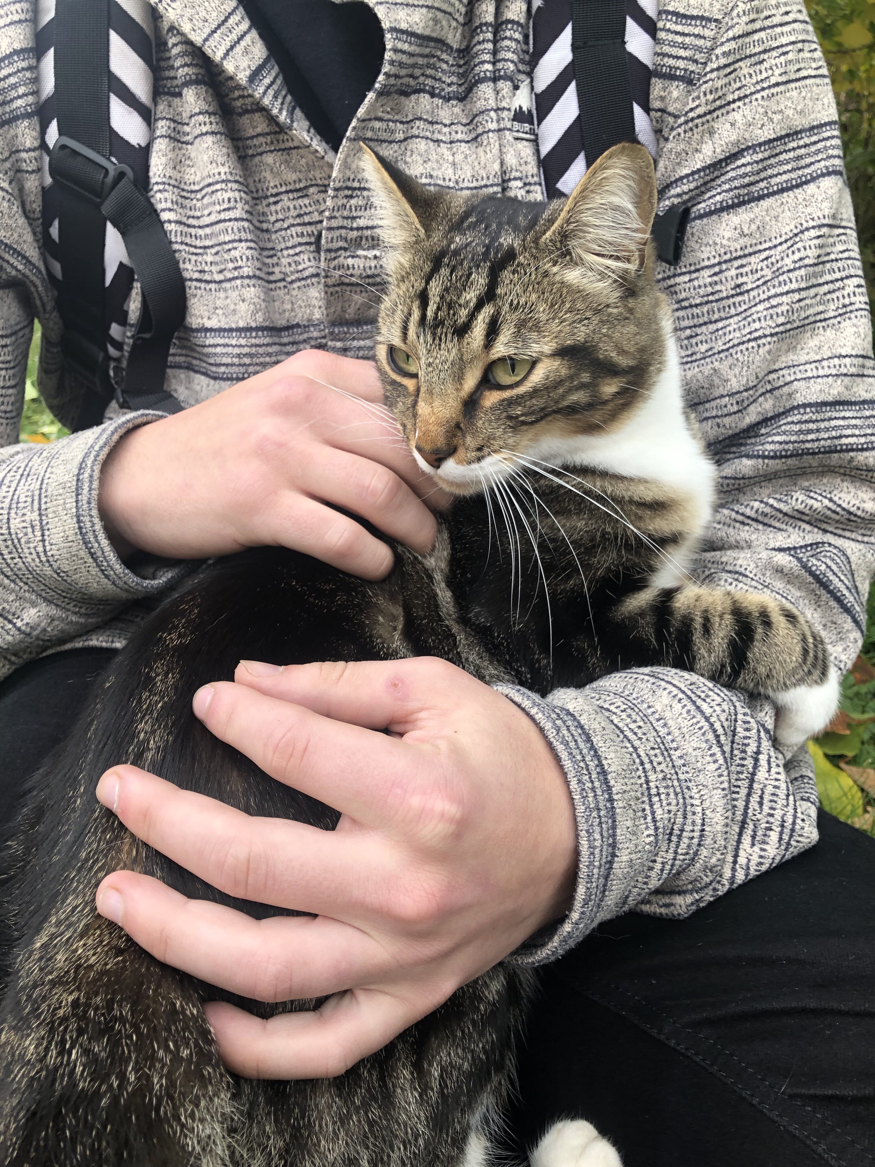 Campus cat goes by many names, brings students together