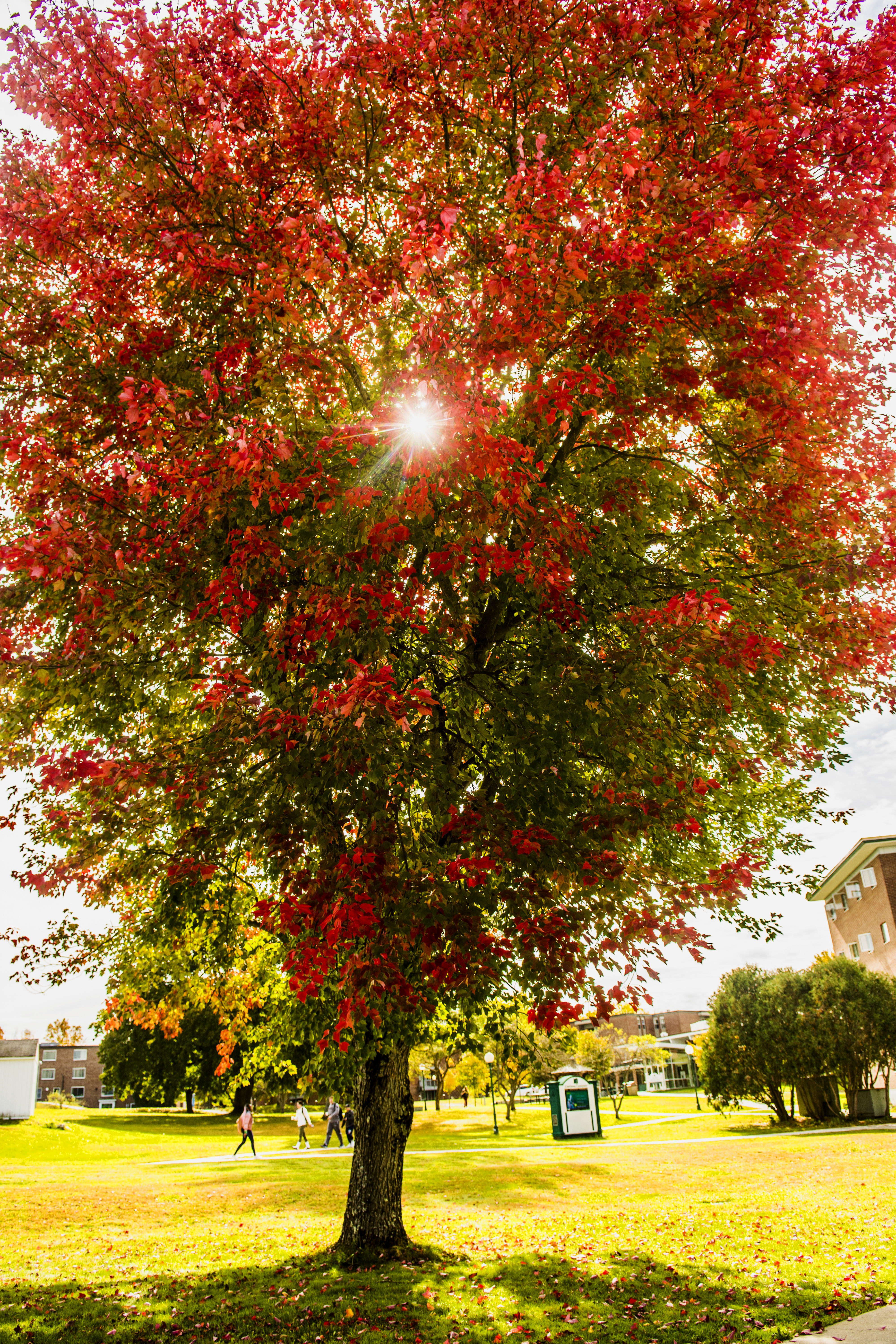 Autumn falls onto Castleton Campus