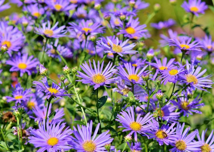 Fall flowers