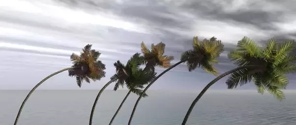 Covid Chronicles: I’m a resilient palm tree