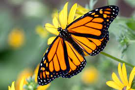 Eastern Monarchs or extinct monarchs?