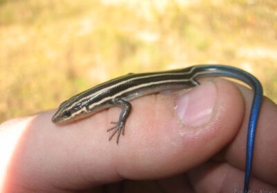 Ever see a Five-Lined Skink?
