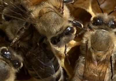 Honeybees are vital and need our protection