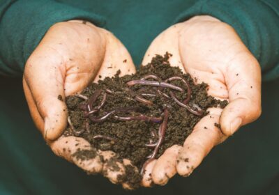 These worms aren’t good for your soil